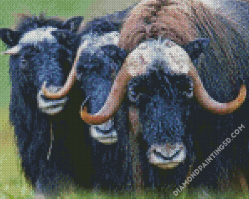 Muskox Animal Diamond Paintings