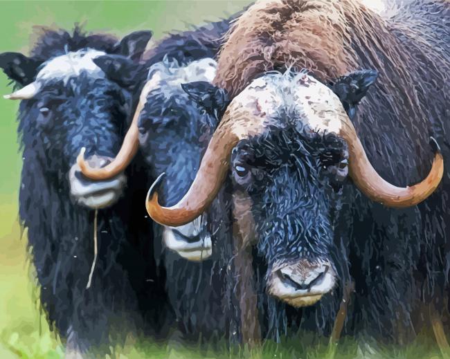 Muskox Animal Diamond Paintings