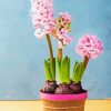 Pink Hyacinth Diamond Paintings