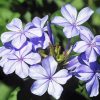 Plumbago Flowers Diamond Paintings