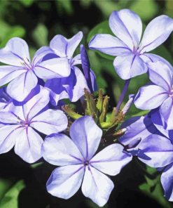 Plumbago Flowers Diamond Paintings