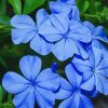 Plumbago Leadworts Diamond Paintings