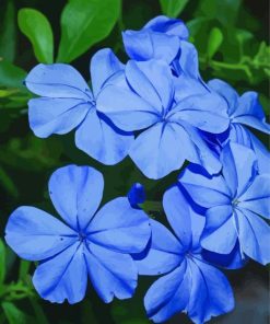 Plumbago Leadworts Diamond Paintings