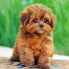 Shihpoo Puppy Diamond Paintings