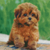 Shihpoo Puppy Diamond Paintings