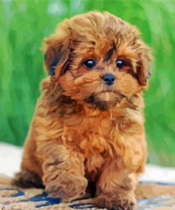 Shihpoo Puppy Diamond Paintings