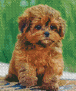 Shihpoo Puppy Diamond Paintings