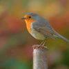 Silver And Yellow Robin Bird Diamond Paintings