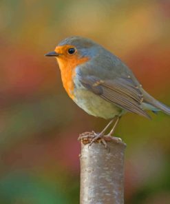 Silver And Yellow Robin Bird Diamond Paintings