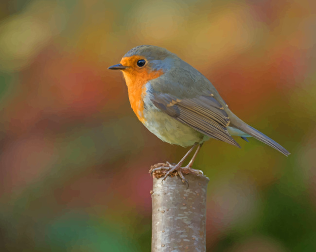 Silver And Yellow Robin Bird Diamond Paintings