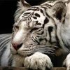 Sleepy White Siberian Tiger Diamond Paintings