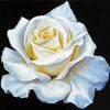 White Rose Art Diamond Paintings