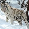 White Siberian Tiger Diamond Paintings