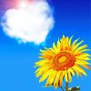 Yellow Sunflower And Heart Cloud Diamond Paintings