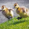 Adorable Canada Geese Goslings Diamond Paintings