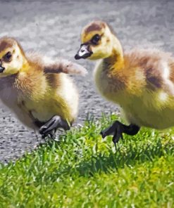 Adorable Canada Geese Goslings Diamond Paintings