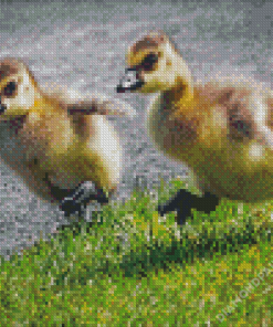 Adorable Canada Geese Goslings Diamond Paintings