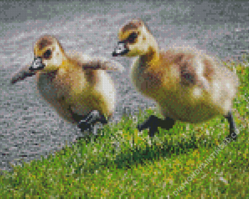 Adorable Canada Geese Goslings Diamond Paintings