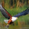 African Fish Eagle Bird Diamond Paintings