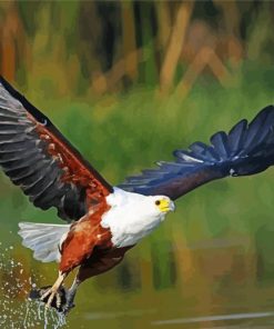 African Fish Eagle Bird Diamond Paintings