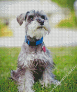 Beautiful Schnauzer Diamond Paintings