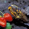 Box Turtle And Strawberry Diamond Paintings