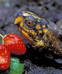 Box Turtle And Strawberry Diamond Paintings