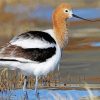 Cute Avocet Diamond Paintings