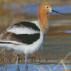 Cute Avocet Diamond Paintings