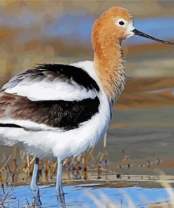 Cute Avocet Diamond Paintings