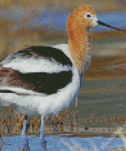 Cute Avocet Diamond Paintings