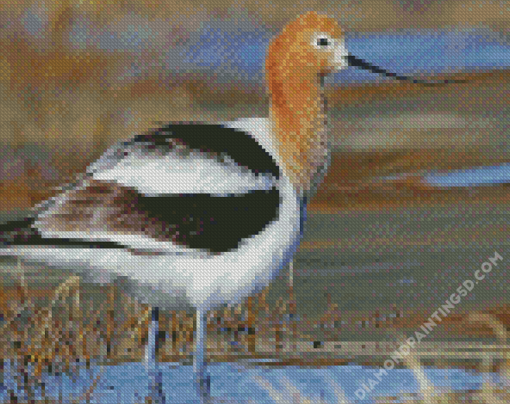 Cute Avocet Diamond Paintings