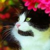 Cute Tuxedo Cat Diamond Paintings