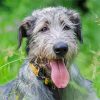 Irish Wolfhound Animal Diamond Paintings