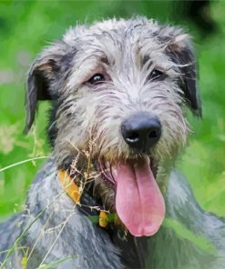 Irish Wolfhound Animal Diamond Paintings