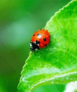 Ladybird Insect Diamond Paintings