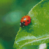 Ladybird Insect Diamond Paintings