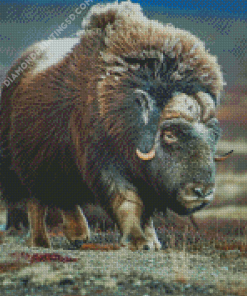 Muskox Animal Diamond Paintings