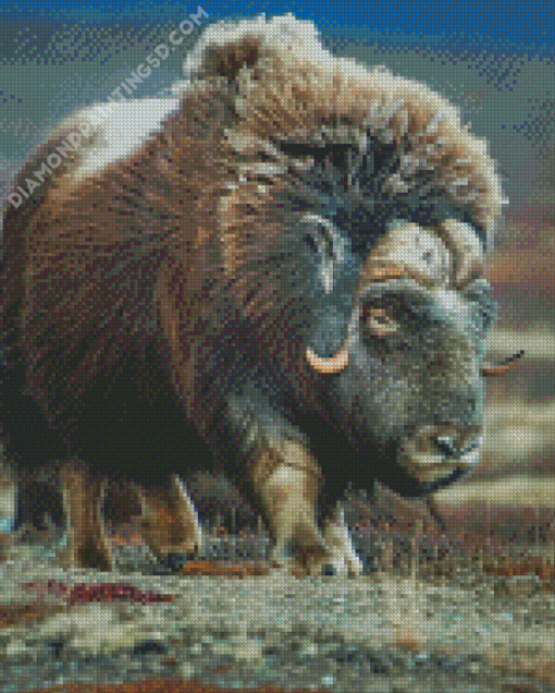 Muskox Animal Diamond Paintings