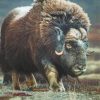 Muskox Animal Diamond Paintings