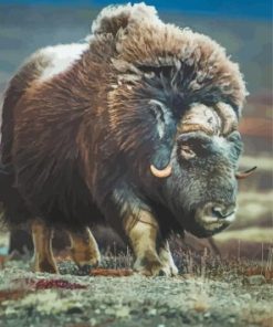 Muskox Animal Diamond Paintings