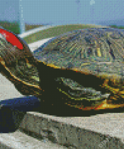 Red Eared Slider Diamond Paintings