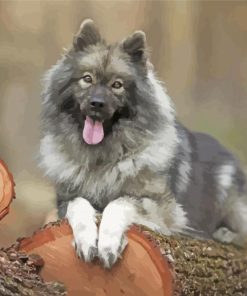 The Keeshond Dog Diamond Paintings