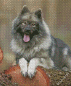 The Keeshond Dog Diamond Paintings