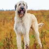 White Irish Wolfhound Diamond Paintings