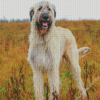 White Irish Wolfhound Diamond Paintings