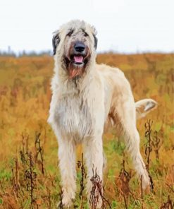 White Irish Wolfhound Diamond Paintings