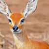 Aesthetic Steenbok Diamond Paintings