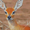 Aesthetic Steenbok Diamond Paintings