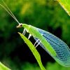 Aesthetic Lacewing Insect Diamond Paintings